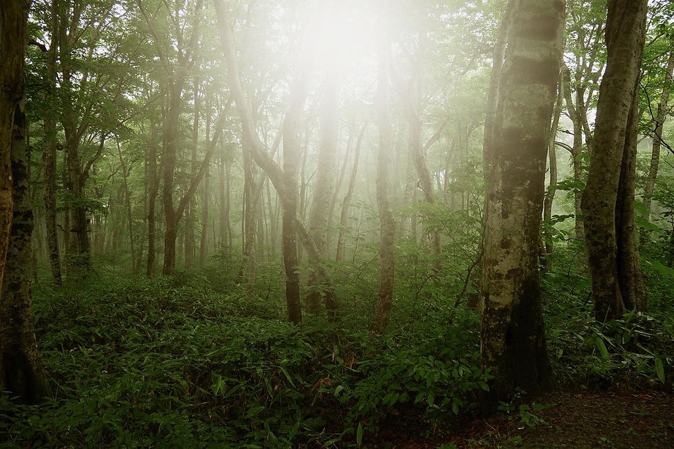 脳卒中急性期と長谷川式スケール
