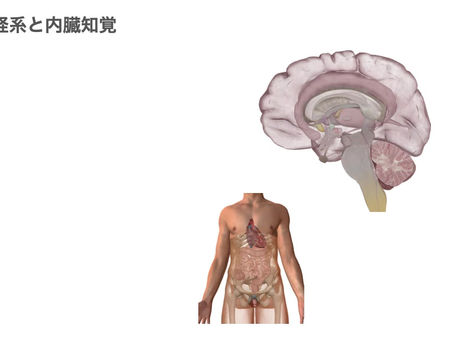 身体機能と内臓機能