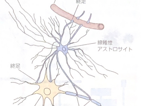 アストロサイトによる学習