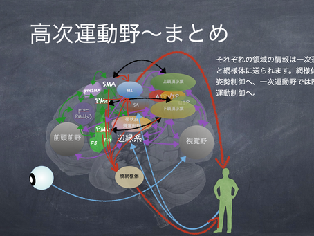 アフォーダンスに関わる神経回路網