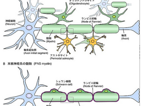 脳の髄鞘化とNICUでの対応とCVA