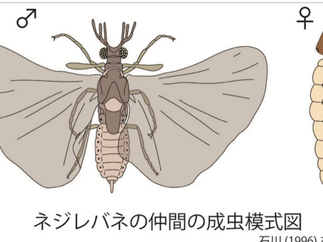 やる気ってなんだろう〜ネジレバネとスズメバチに見る受動意識仮説