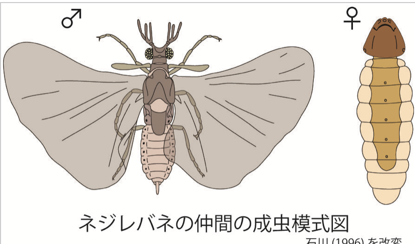 やる気ってなんだろう〜ネジレバネとスズメバチに見る受動意識仮説