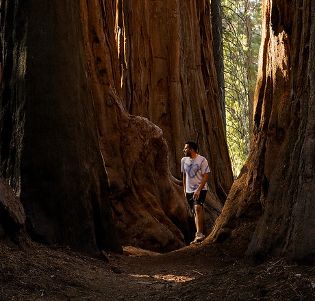 Sequoia National park sunrise