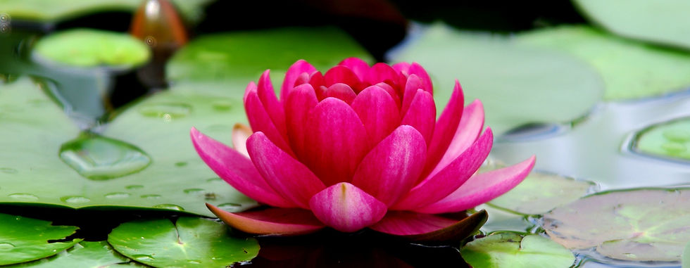 Lotus_edited.jpg