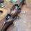 Thumbnail: Maple no.32770-25