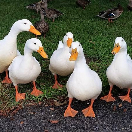 Pekin ducks photo