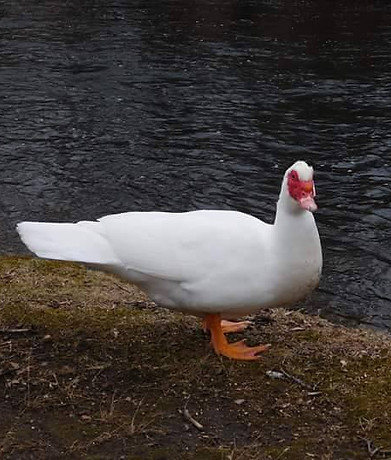 Muscovy duck
