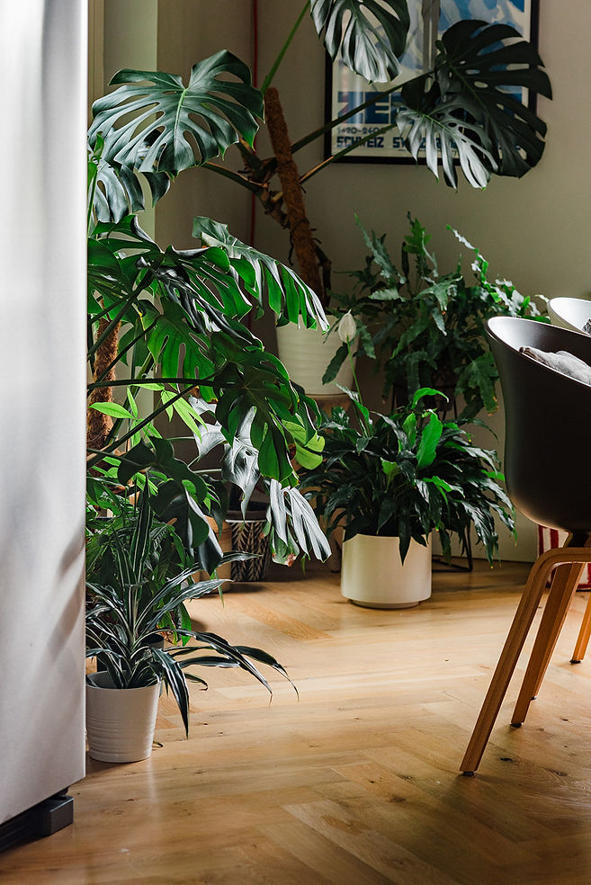 A corner of a dining room full with houseplants including monstera, peace lily and ferns.
