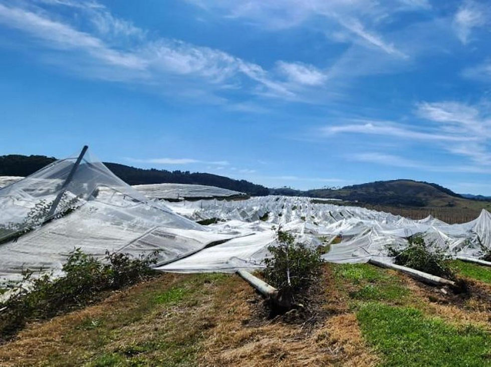 SC: Lavouras atingidas por granizo tiveram prejuízo de R$ 322 milhões