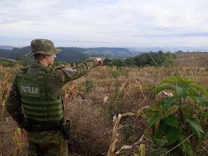 RS: Brigada Militar constata desmatamento em Alpestre
