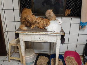Justiça determina retirada de gatos de moradia de idosa no Oeste