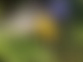 Saudades: Homem ferido após veículo descer ribanceira na SC 160