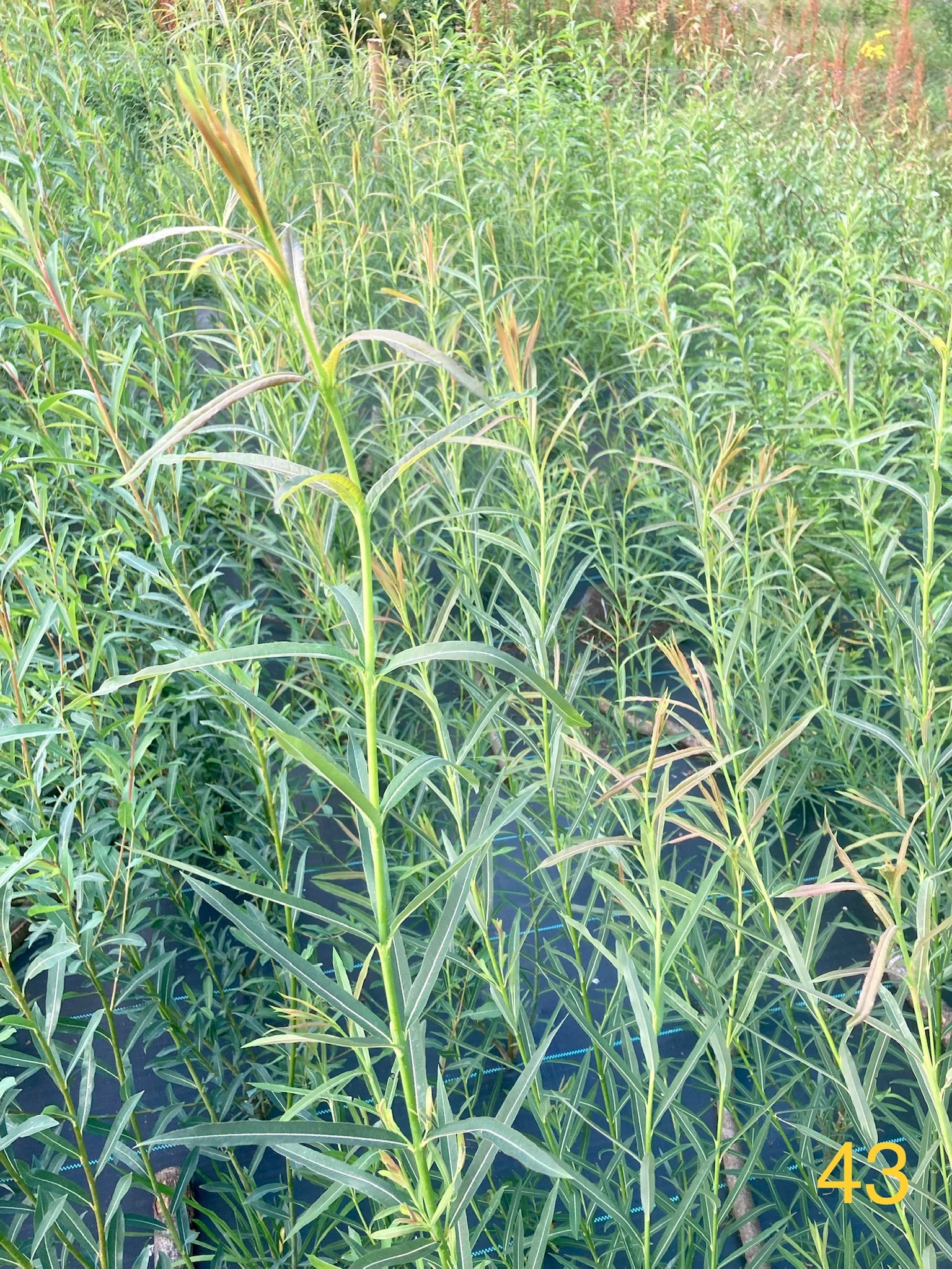 Eugenii - Salix purpurea