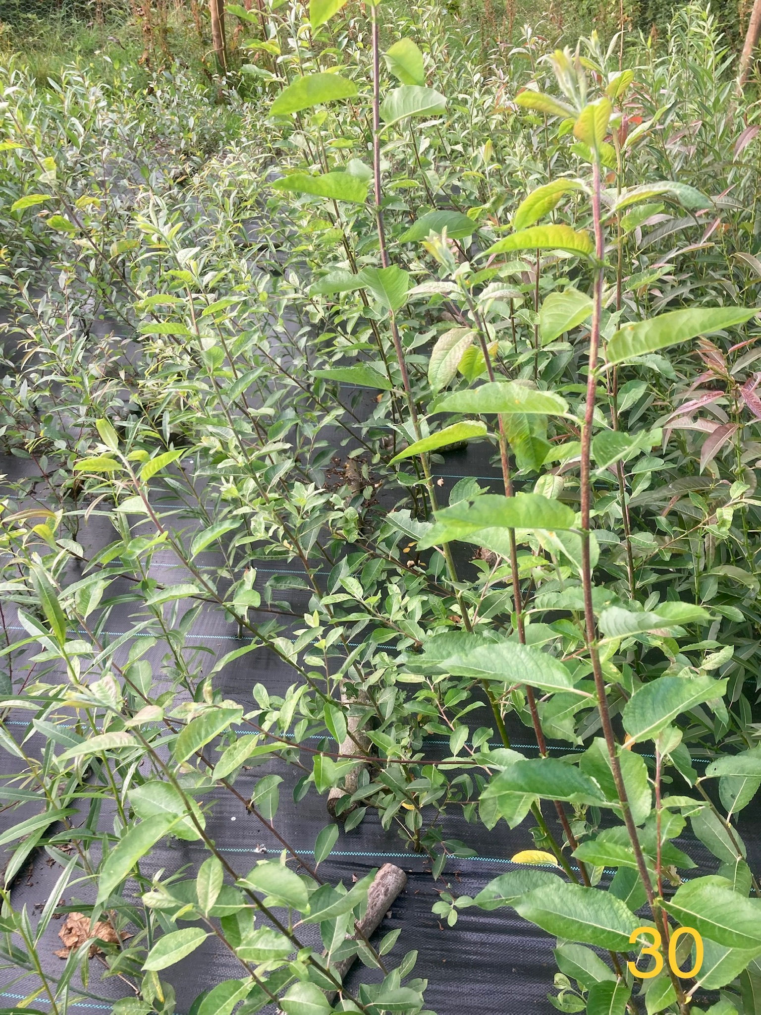 Silberglanz - Salix caprea