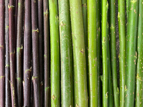 BackgroundWillowCuttings2
