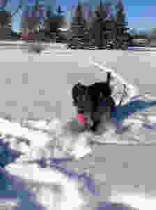 Black dachshund running through fresh snow with a pink ball in his mouth