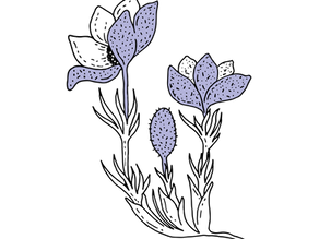 Surrendering with Pulsatilla