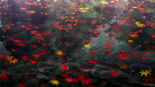 maple leaves in water