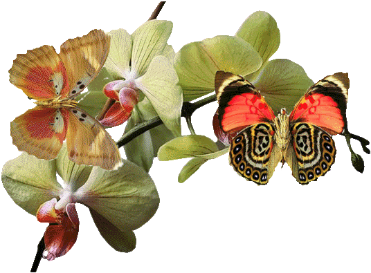 butterfly and orchid