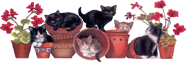 cats in baskets.gif