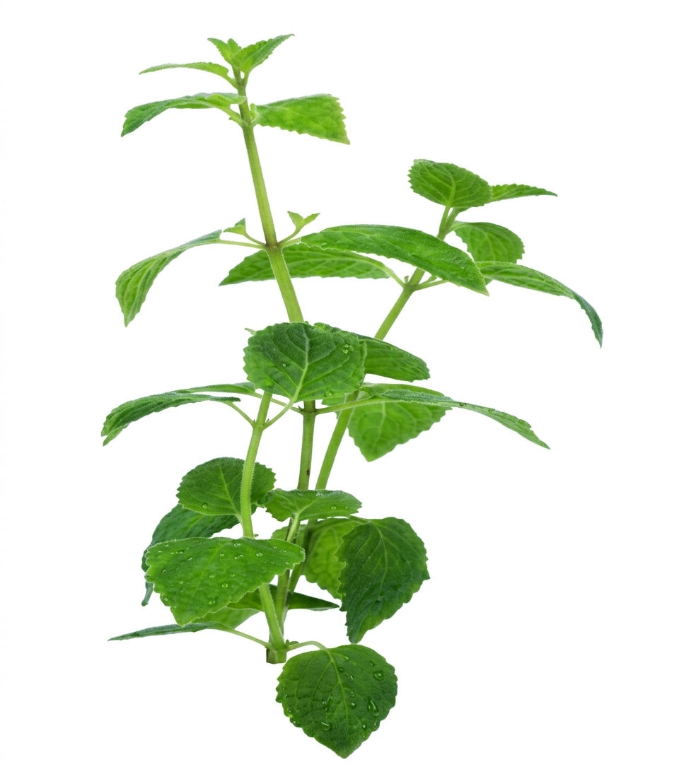 imagen de la planta de la muña