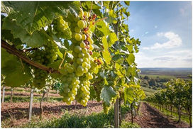 Pensieri viventi: Agosto 2024. Antroposofia