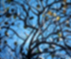 large oak