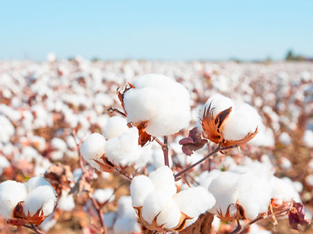 Cotton Field.jpg