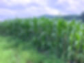 S__56795210_edited.jpg