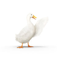aflac_duck_pointing_right (1)_edited.jpg