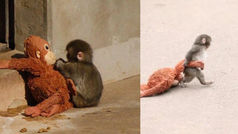 Punch, el tierno monito, ahora se viralizó por una situación con su peluche