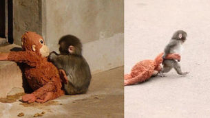 Punch, el tierno monito, ahora se viralizó por una situación con su peluche