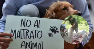 El indignante caso de un sujeto que le quitó la vida a un perro, a golpes: Autoridades ya anunciaron avance