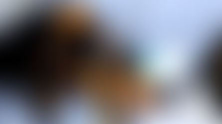 Otro indignante caso de maltrato a perritos en Antioquia: Ocurrió en un ascensor