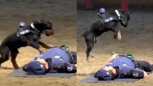 Héroe de cuatro patas: Perrito policía sorprendió con técnica de rescate