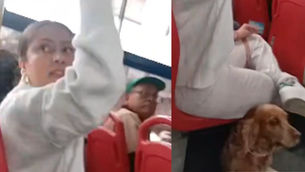 Polémica por una mujer que se defendió por viajar con su mascota en un bus de transporte público