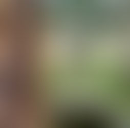 Brasil: Detalles sobre el caso del joven que perdió la vida tras ingresar a la jaula de una leona