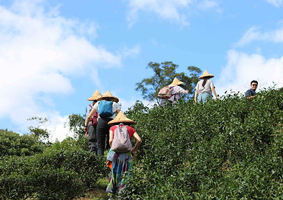 來一場「實踐環境永續」的坪林員工旅遊-2.jpg
