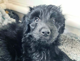 Female bordoodle black puppy