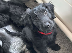 Female bordoodle puppy