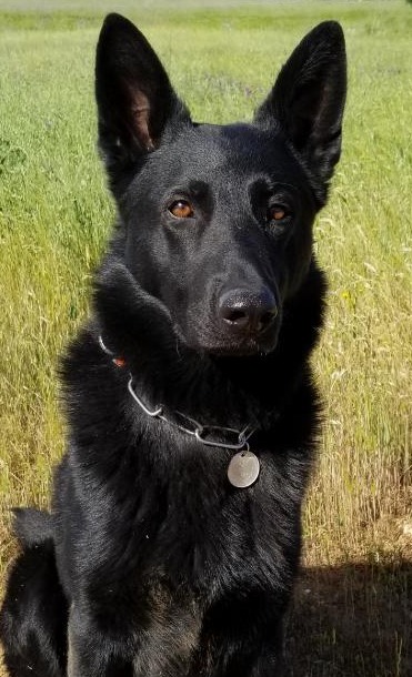 K9 Gunner