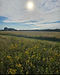 field sunset.jpeg