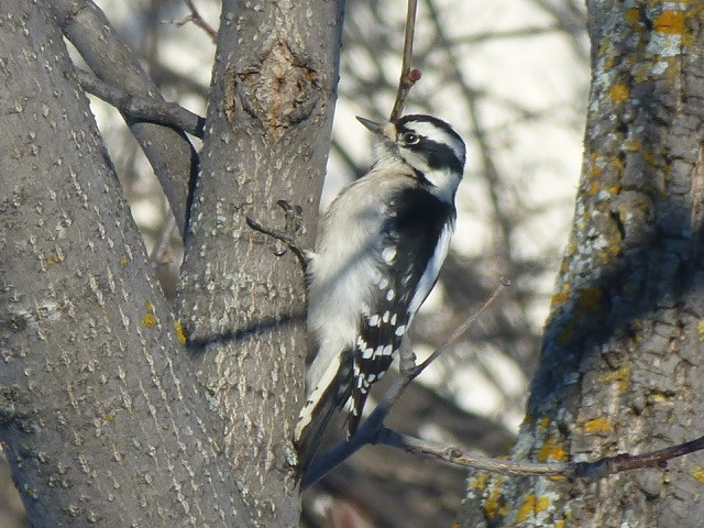 Downy woodpecker. Photo by Denis DePape.