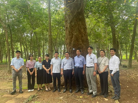 ベトナム最大ゴム企業を訪問し、今後の連携強化へ― SATREPSプロジェクトの社会実装に向けて ―/Visit to Vietnam’s Leading Rubber Company to Strengthen Future Collaboration — Toward the Social Implementation of the SATREPS Project —