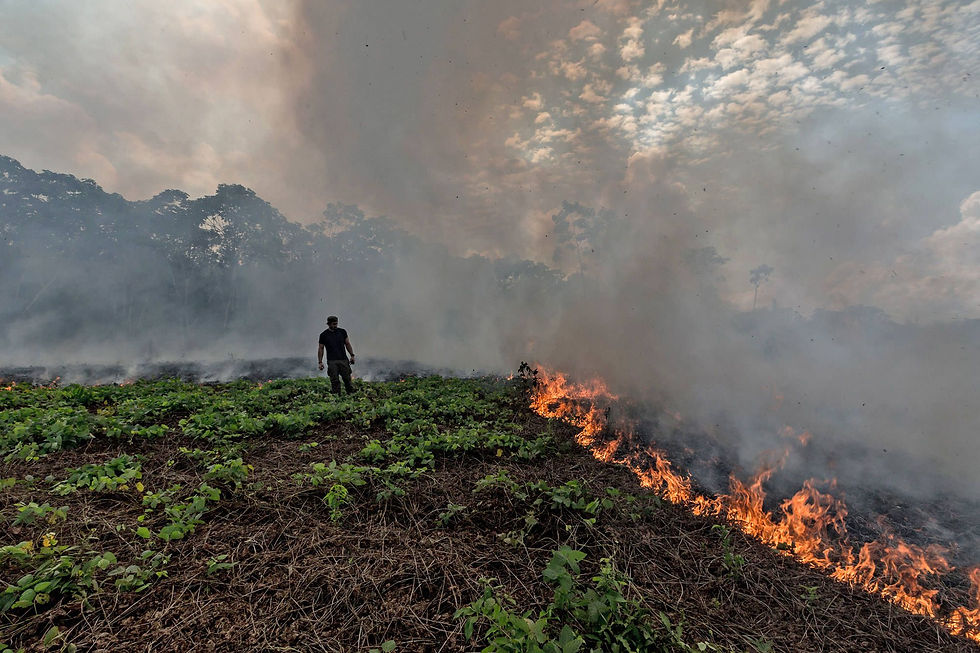 amazon-deforestation-fire.jpg.optimal.jpg