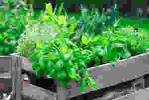 Leafy herbs like basil are excellent for freezing.