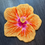Thumbnail: Bright Orange Hibiscus (PREORDER)