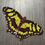 Miniatura: Malachite Butterfly