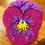 Miniatura: mini pansy wall hanging- 💗PINKS💗
